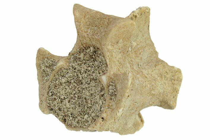 Fossil Sea Snake (Palaeophis) Vertebra - Morocco #277577